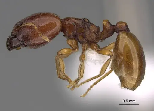 Carebara madibai - CASENT0415384