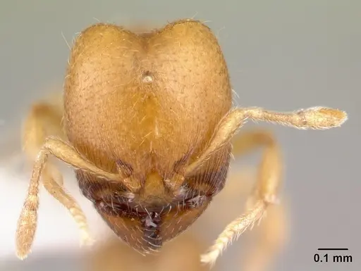 Carebara mahafaly specimen