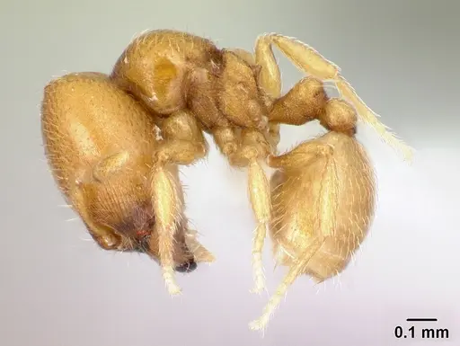 Carebara mahafaly specimen