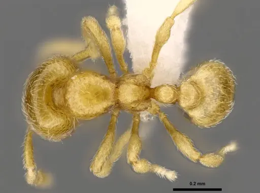 Carebara mahafaly - CASENT0410535