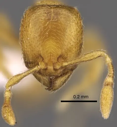 Carebara mahafaly - CASENT0410535