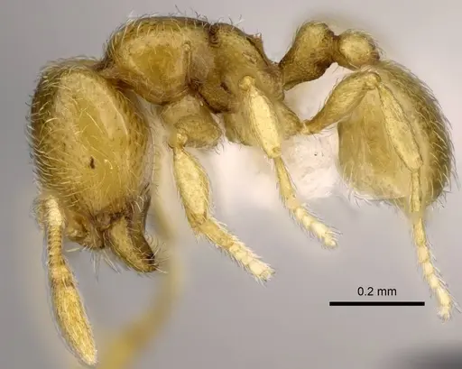 Carebara mahafaly - CASENT0410535