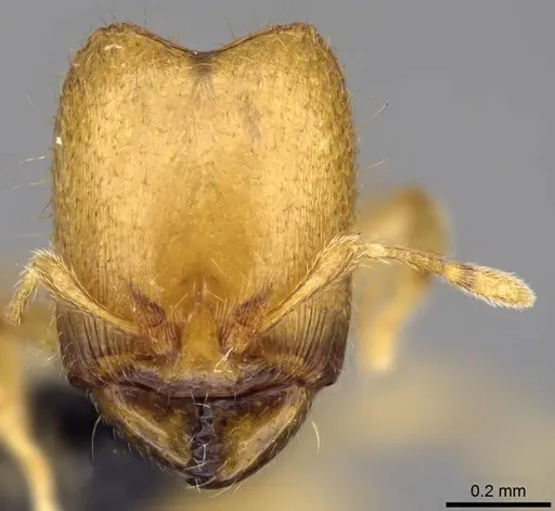 Carebara malagasy specimen