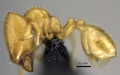 Carebara malagasy specimen