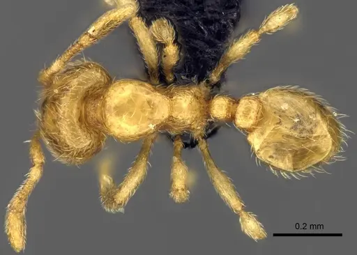 Carebara malagasy - CASENT0044172