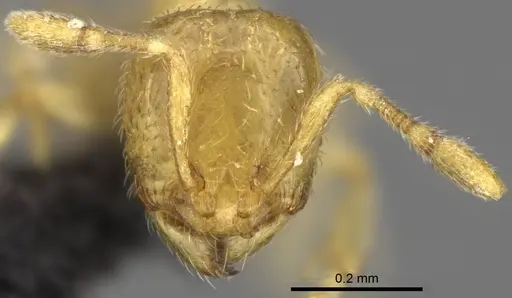 Carebara malagasy - CASENT0044172