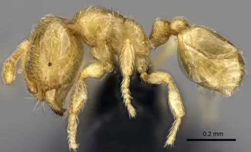 Carebara malagasy - CASENT0044172