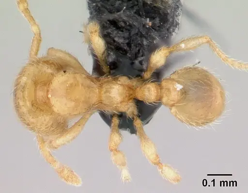 Carebara malagasy - CASENT0054204