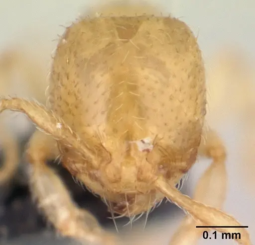 Carebara malagasy - CASENT0054204