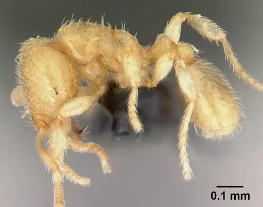 Carebara malagasy - CASENT0054204