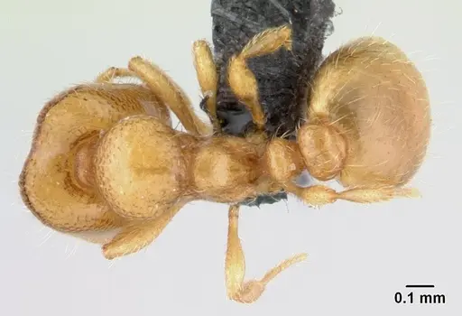 Carebara malagasy - CASENT0054208