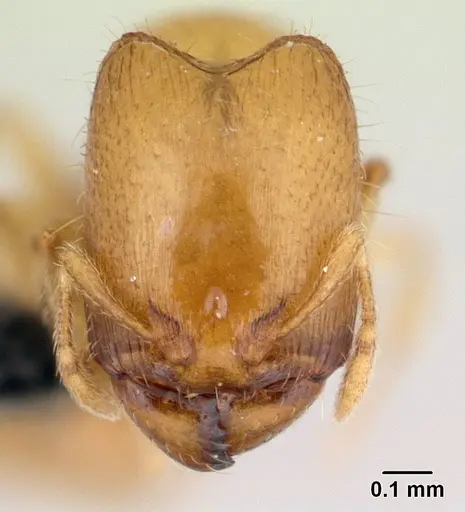 Carebara malagasy - CASENT0054208