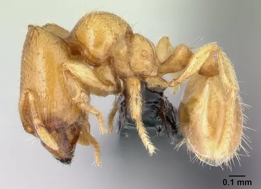 Carebara malagasy - CASENT0054208