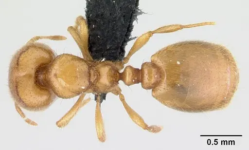 Carebara malagasy - CASENT0498640