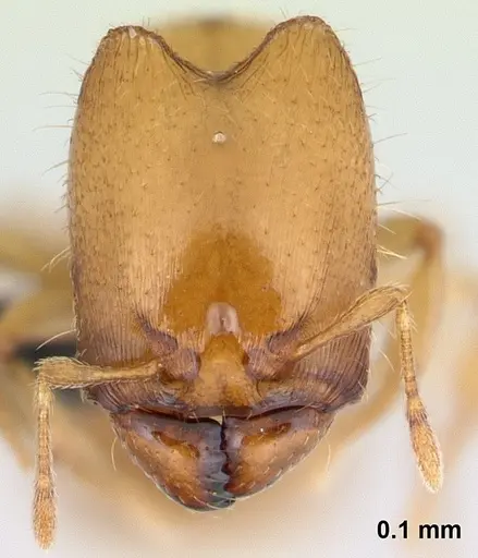 Carebara malagasy - CASENT0498640