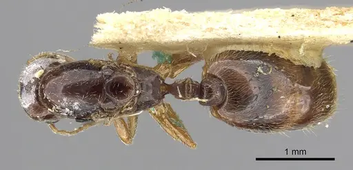 Carebara manni specimen