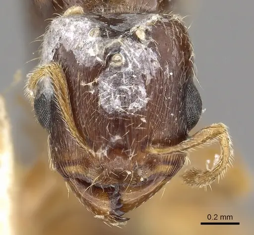Carebara manni specimen