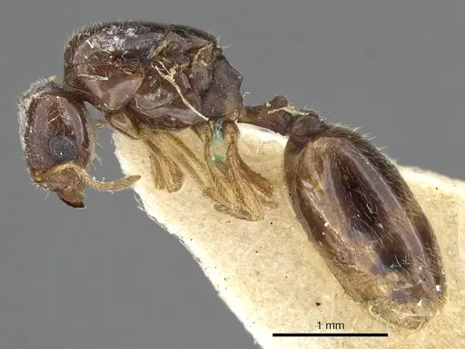 Carebara manni specimen