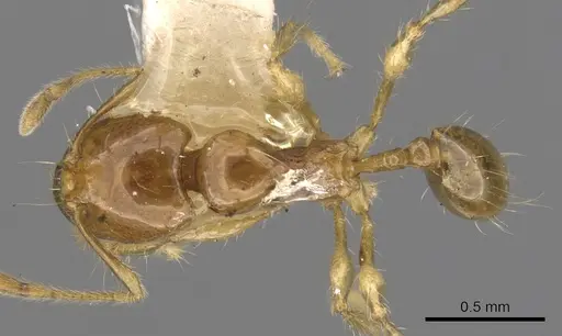 Carebara melanocephala specimen