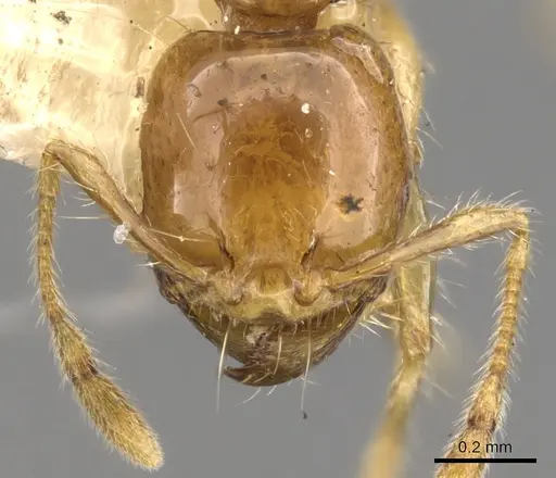 Carebara melanocephala specimen