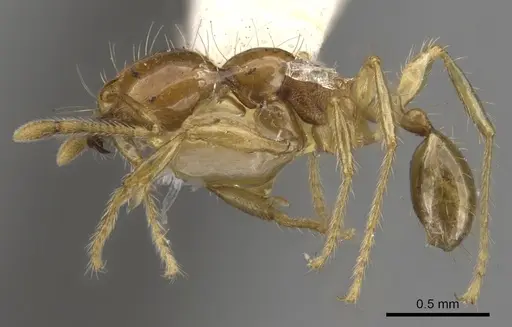 Carebara melanocephala specimen