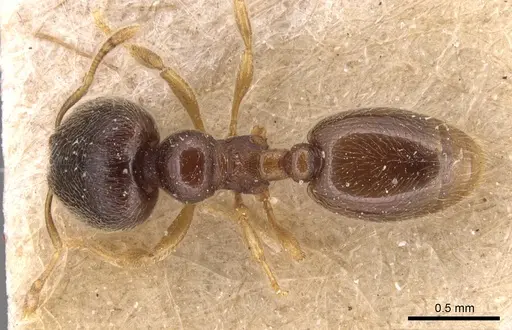 Carebara minima specimen