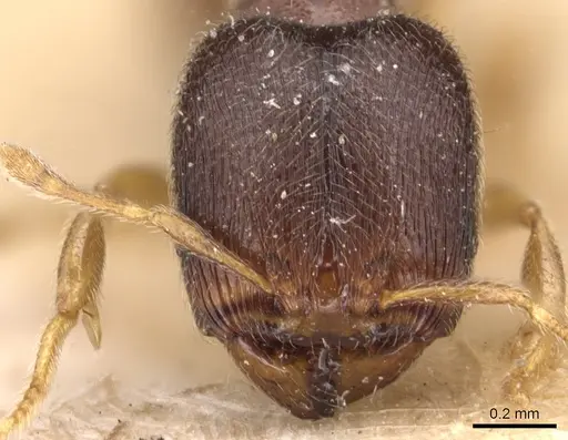 Carebara minima specimen