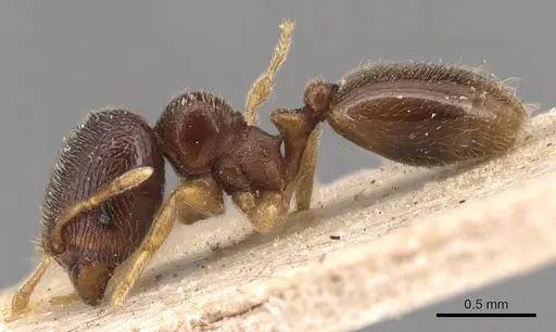 Carebara minima specimen
