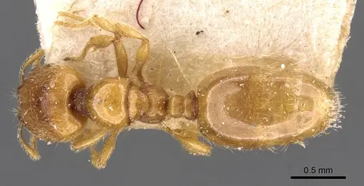 Carebara mjobergi specimen