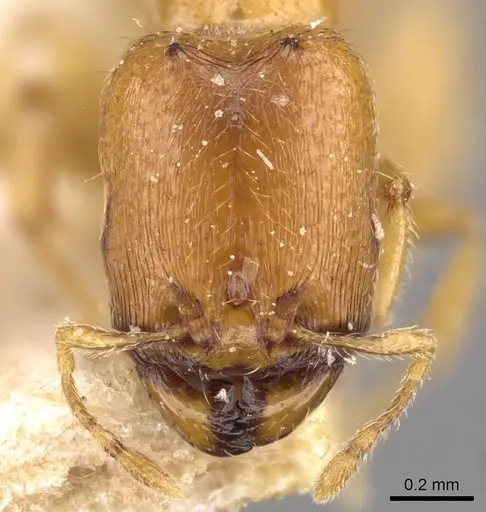 Carebara mjobergi specimen