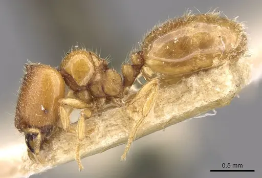 Carebara mjobergi specimen