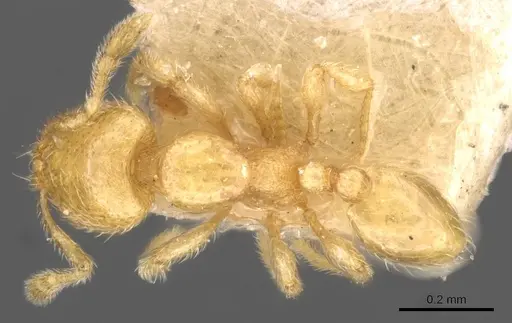 Carebara mjobergi - CASENT0908909