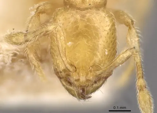 Carebara mjobergi - CASENT0908909