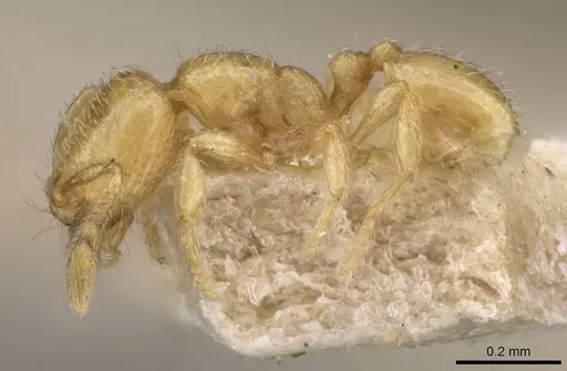 Carebara mjobergi - CASENT0908909