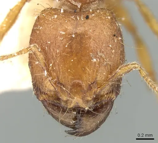 Carebara nana specimen