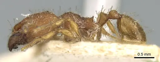 Carebara nana specimen