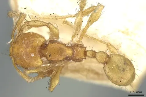 Carebara nana - CASENT0906213