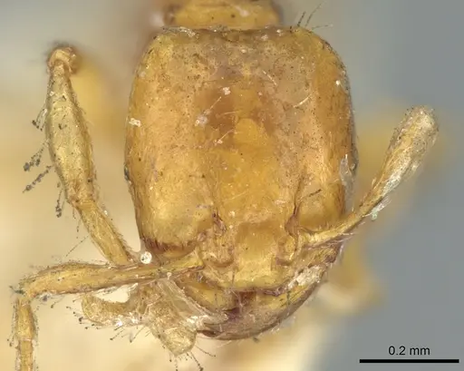 Carebara nana - CASENT0906213