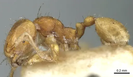 Carebara nana - CASENT0906213