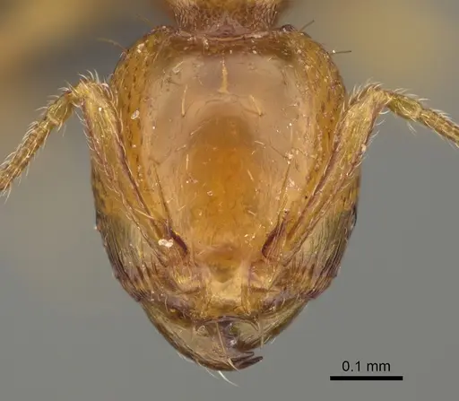 Carebara nicotianae specimen