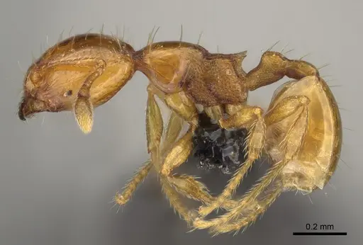 Carebara nicotianae specimen