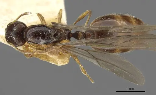 Carebara norfolkensis specimen
