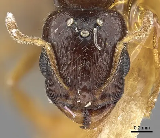 Carebara norfolkensis specimen