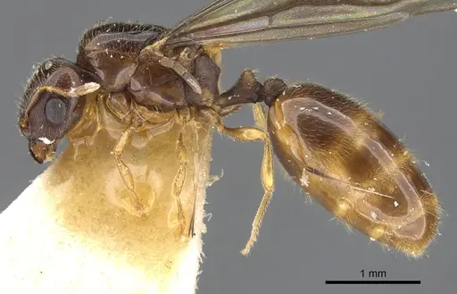 Carebara norfolkensis specimen