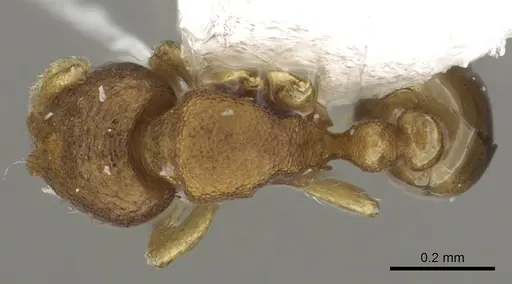 Carebara nuda specimen