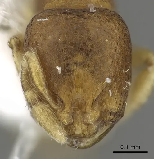 Carebara nuda specimen