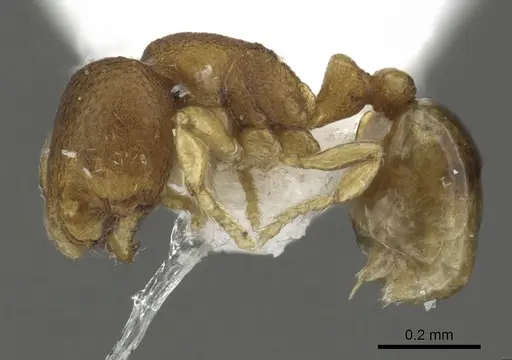 Carebara nuda specimen