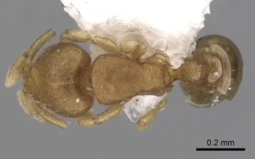 Carebara nuda - JTLC000003300