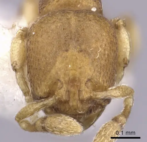 Carebara nuda - JTLC000003300