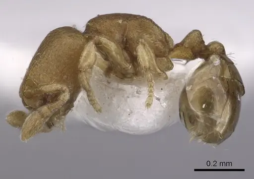 Carebara nuda - JTLC000003300